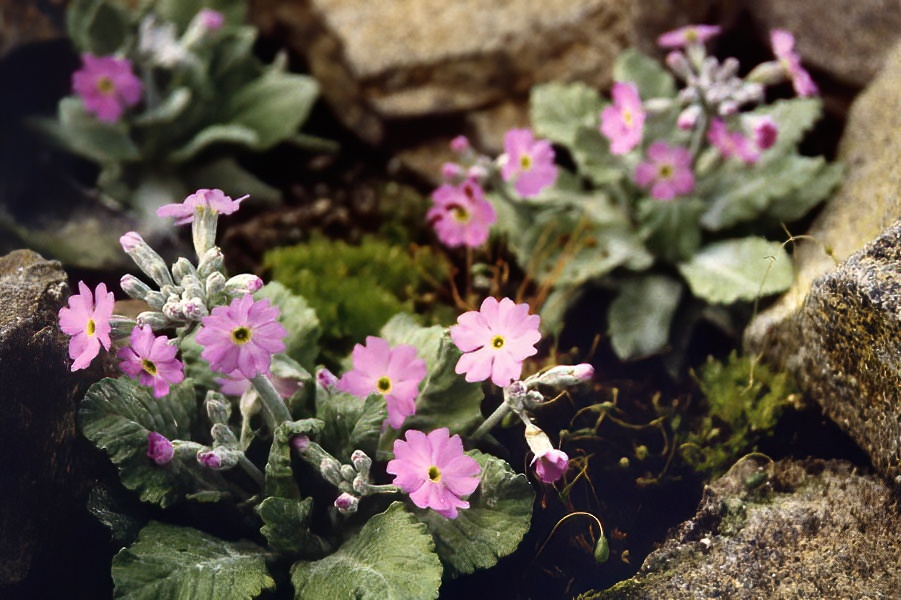 Primula frondosa photo